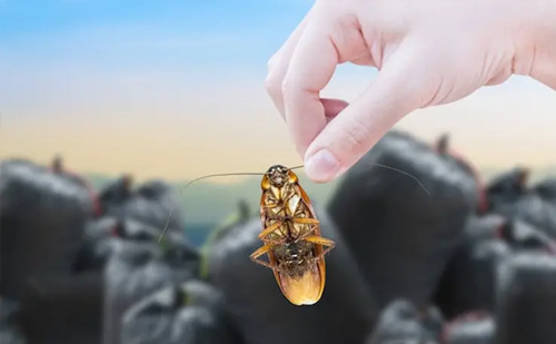 24-hour cockroach control service Ahmedabad