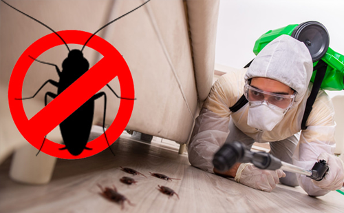 Cockroach control service for offices in Ahmedabad