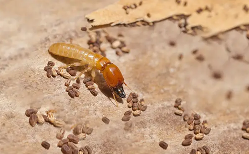 TeAffordable termite control services in Ahmedabad