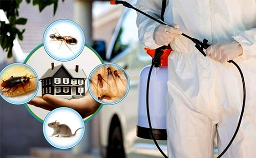 Best Pest Control Services in Ahmedabad