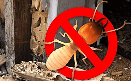 Best termite control service Ahmedabad