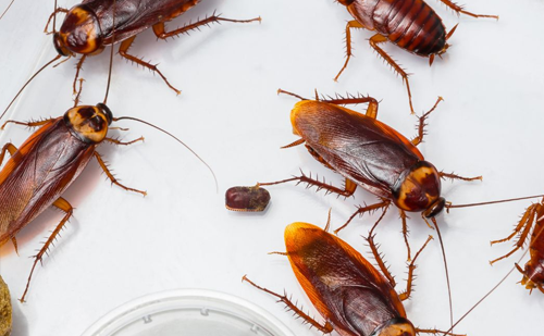 Cockroach control service for homes in Ahmedabad