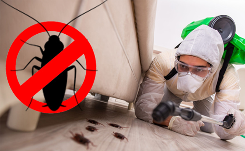 Cockroach pest control service for restaurants Ahmedabad