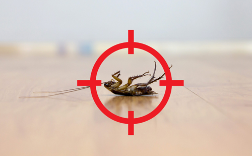 Cockroach treatment service Ahmedabad