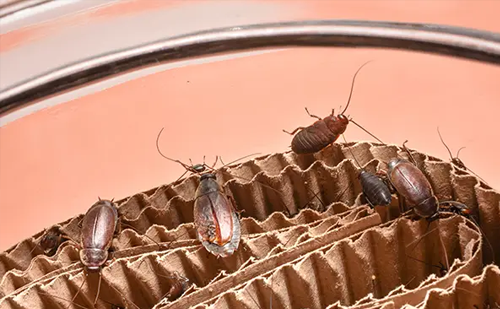 Eco-friendly cockroach control services in Ahmedabad