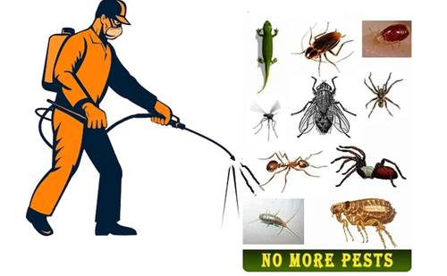 General Pest Control Services in Ahmedabad