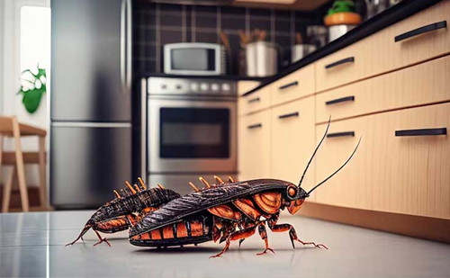 Guaranteed cockroach control service Ahmedabad