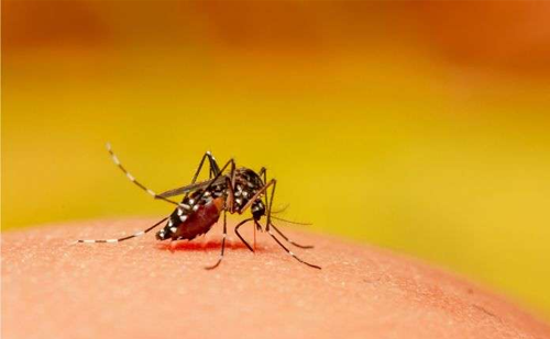 Guaranteed mosquito control service Ahmedabad