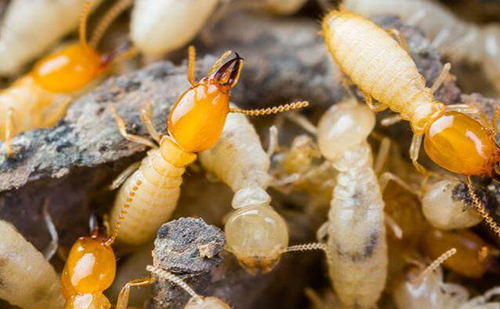 Guaranteed termite control service Ahmedabad