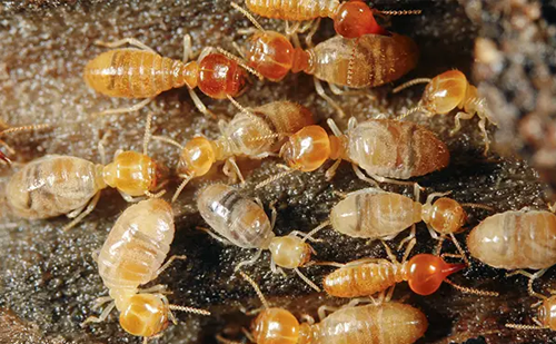 Long-term termite control service Ahmedabad