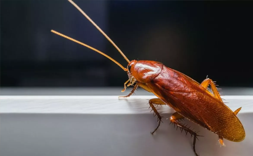 Organic cockroach control service in Ahmedabad