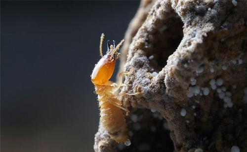 Organic termite control service Ahmedabad