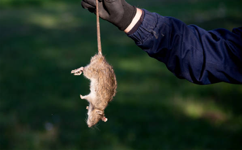 Pest control for rodents in Ahmedabad