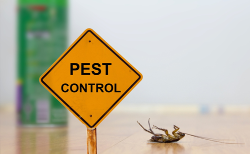 Preventive cockroach control services in Ahmedabad