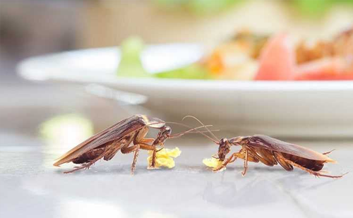 Quick cockroach control service Ahmedabad