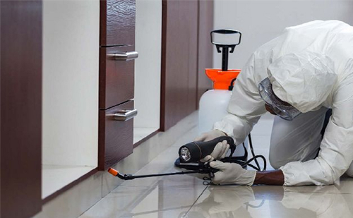 Quick termite control service Ahmedabad